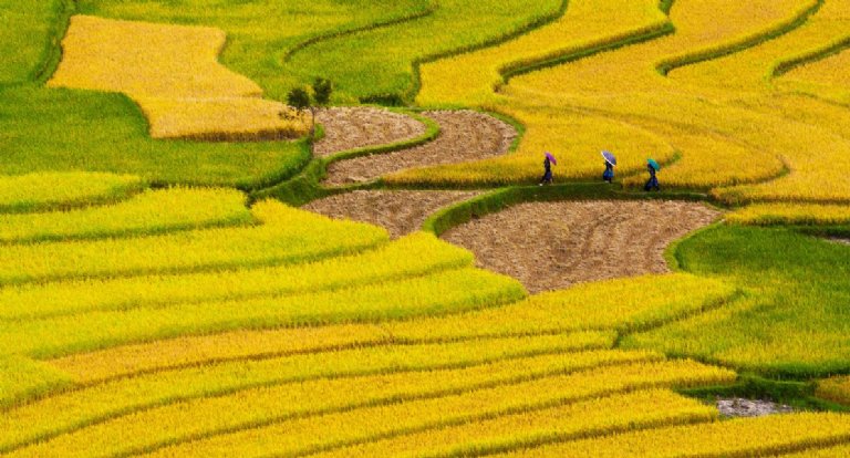 Rice Fields, Cambodia