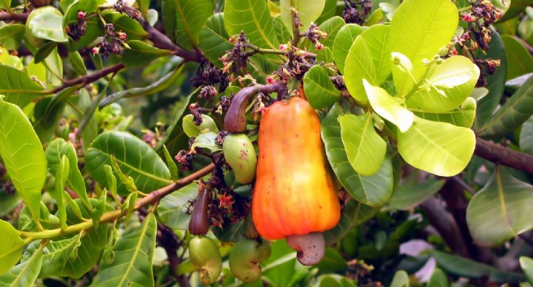 Cashew Plantation, Cambodia